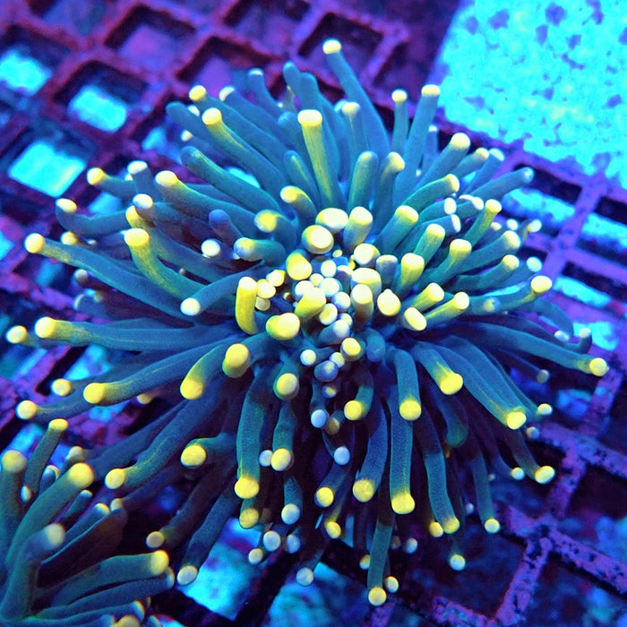 Blue Orange Torch Unique