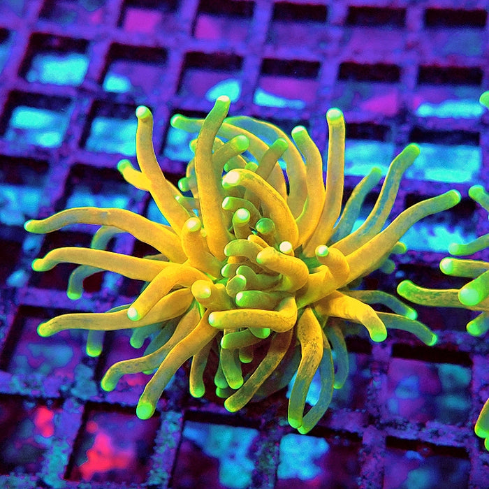 Ultra Tiger Torch Tricolor