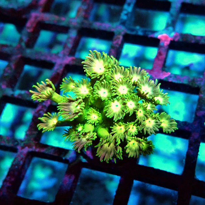 Goniopora Ultra
