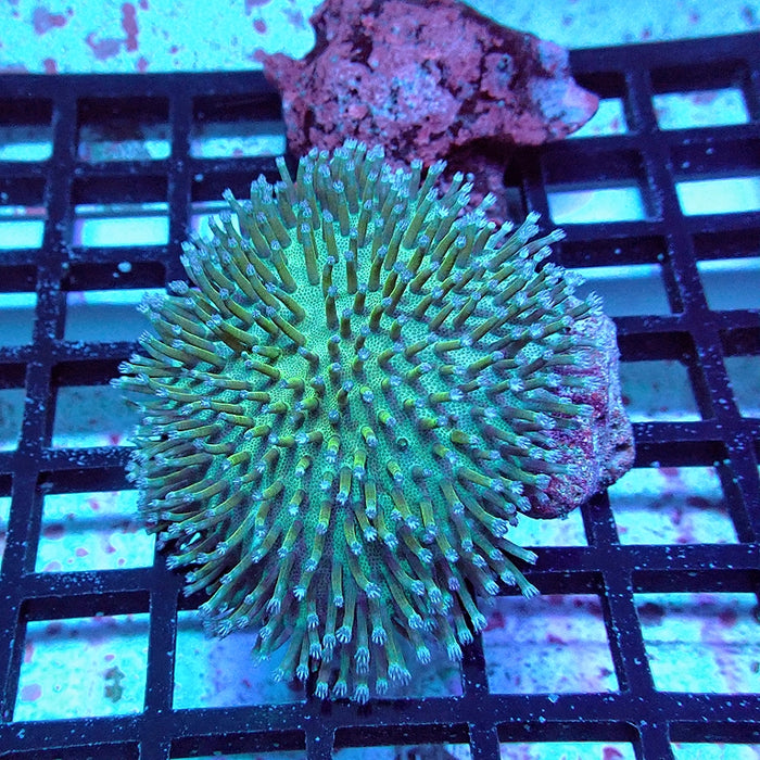 Leather Toadstool Coral