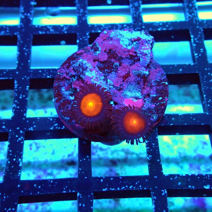 Zoas Frag