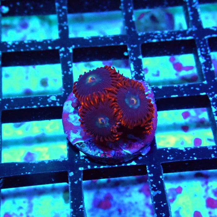 Zoas Frag