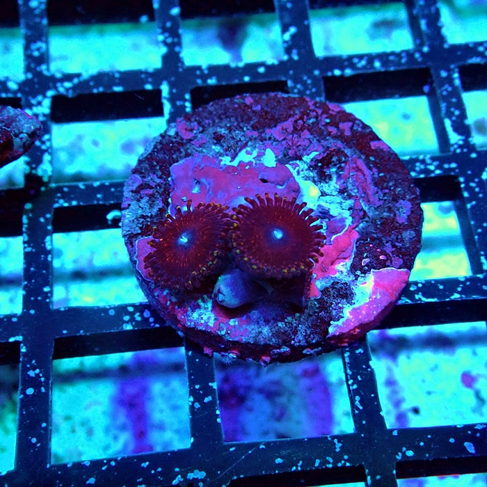 Zoas Frag