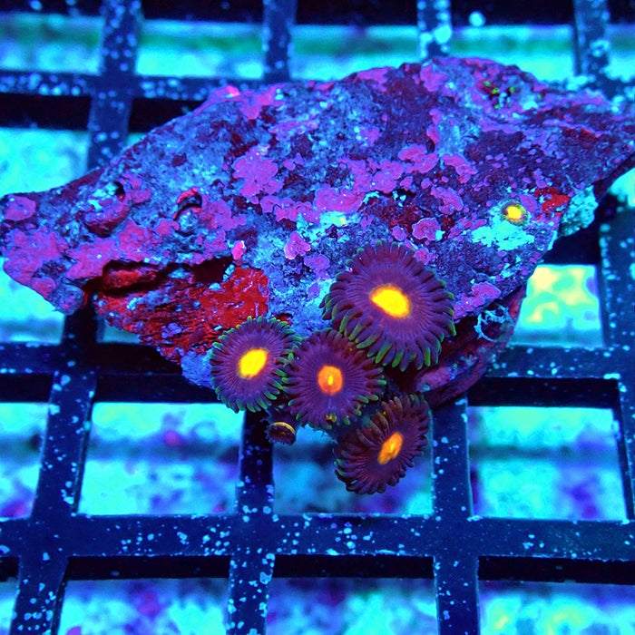 Zoas Frag