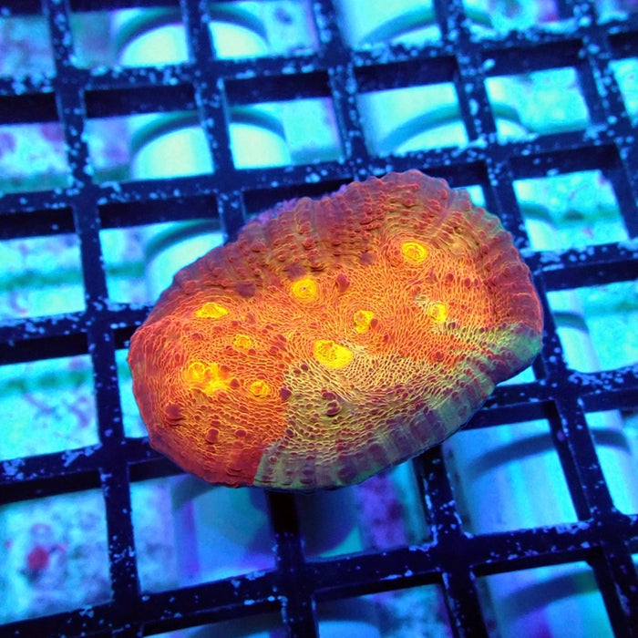 Chalice Frag