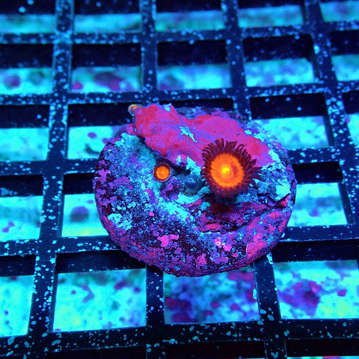 Zoas Frag