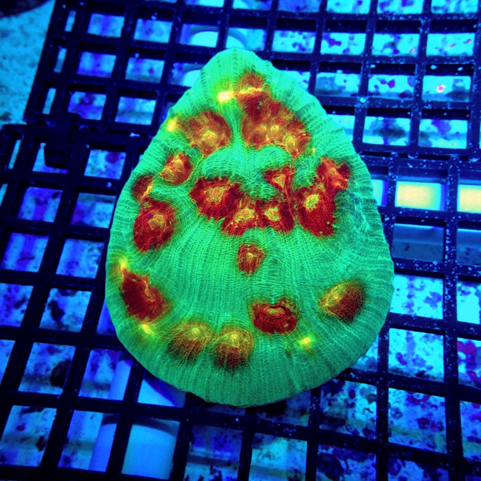 Dream Chalice Colony
