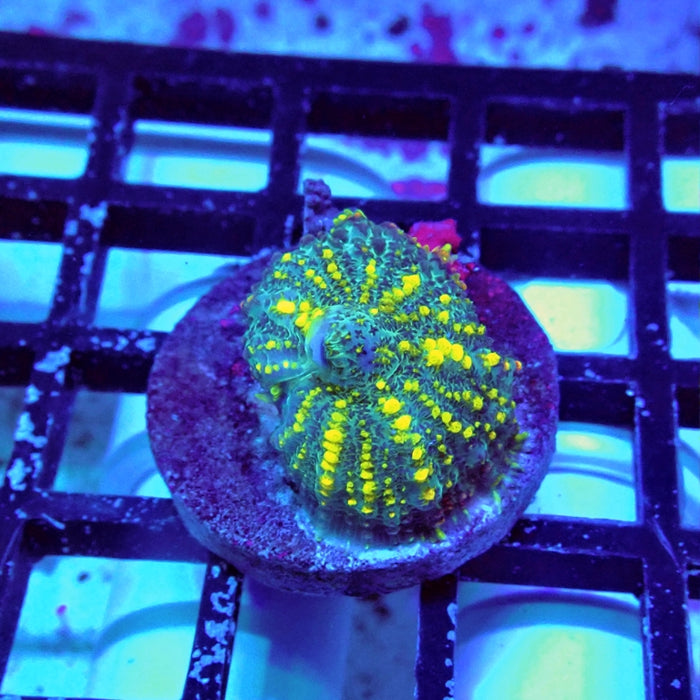 Rhodactis Yellow Bubbles