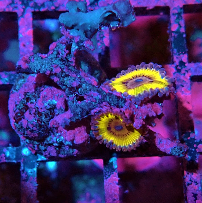 Zoas Frag