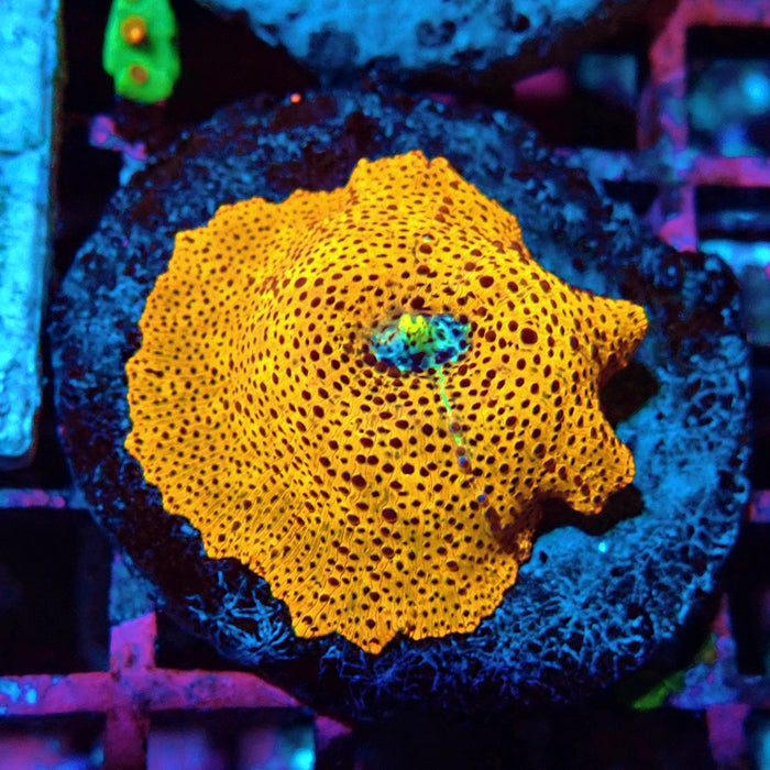 Unique RAR Mushroom