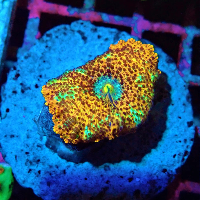 Unique RAR Mushroom