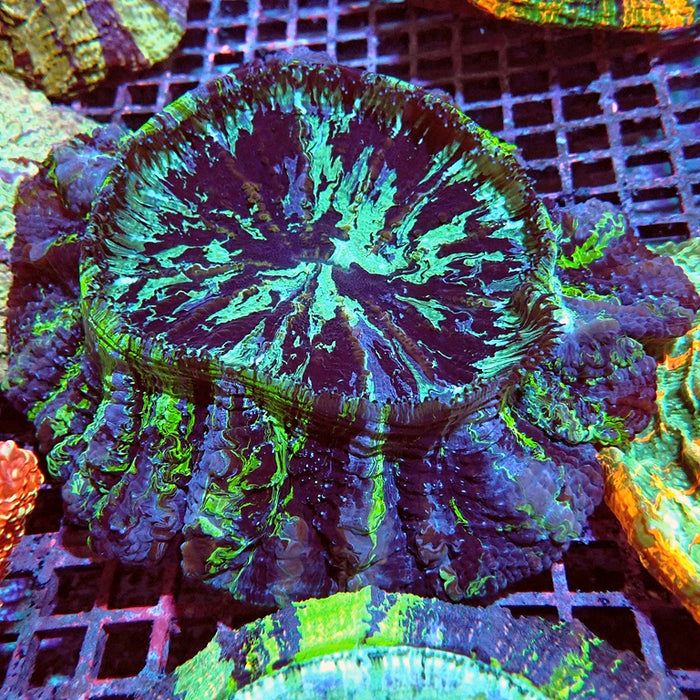 Acanthophyllia Blue Stripes