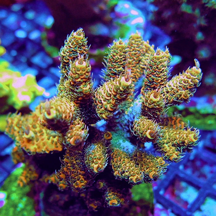 REx Triple Crazy Contrast Mille Acro