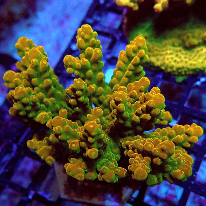 REx Golden Phoenix Acro