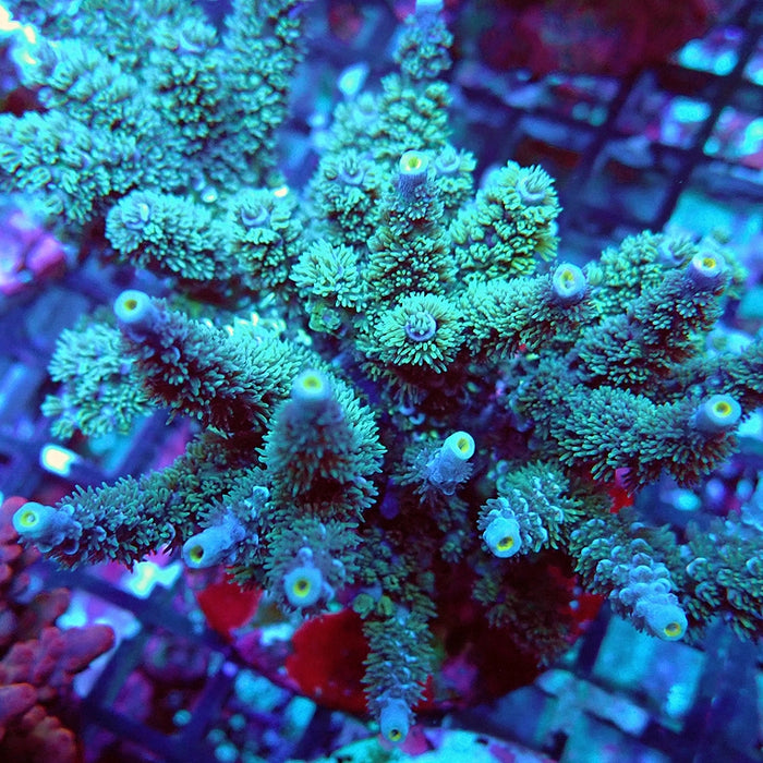 REx Fuzzy Tenuis Acro
