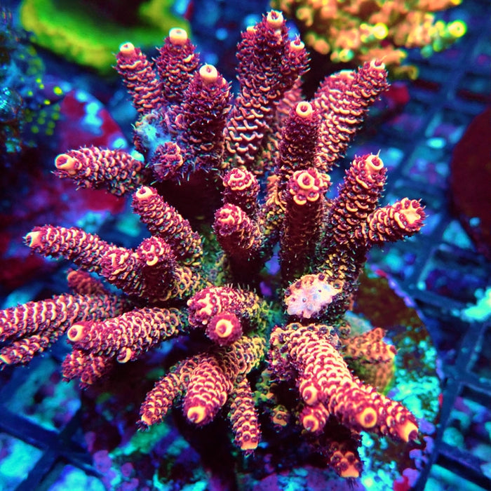 REx Pink Purple Rainbow Mille Acro