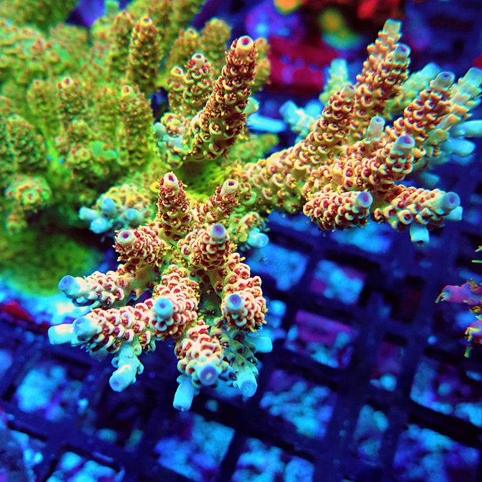 REx Apache Quadricolor Acro