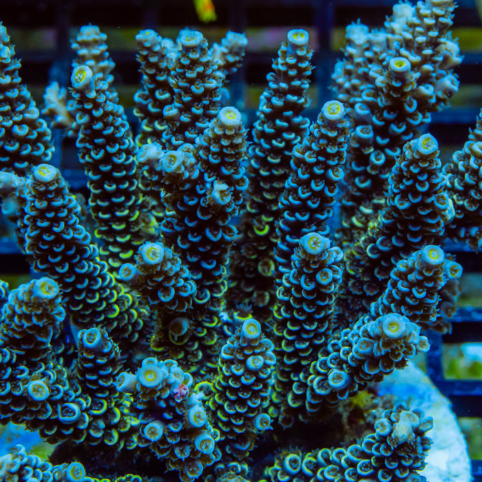 REx Black Silver Tenuis Acro