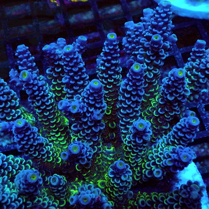 REx Black Silver Tenuis Acro