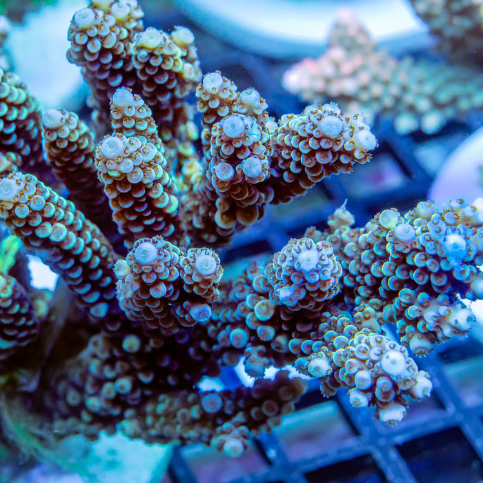REx Confetti Blue-Green Acro