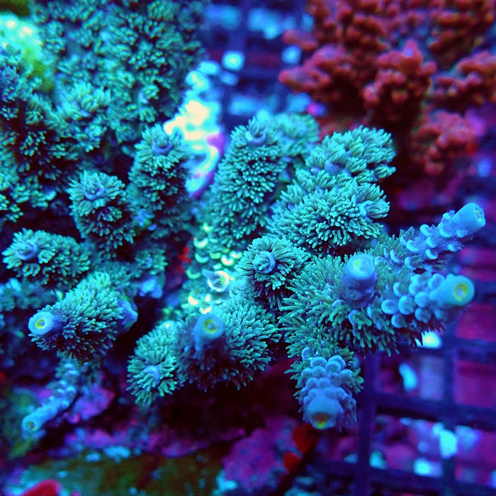 REx Fuzzy Blue Tenuis Acro
