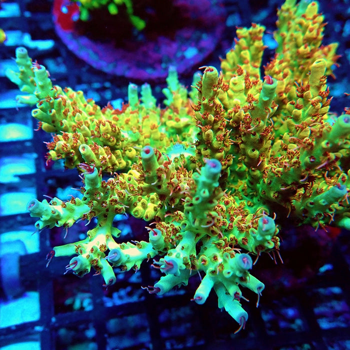 REx Fuzzy Tricolor Acro