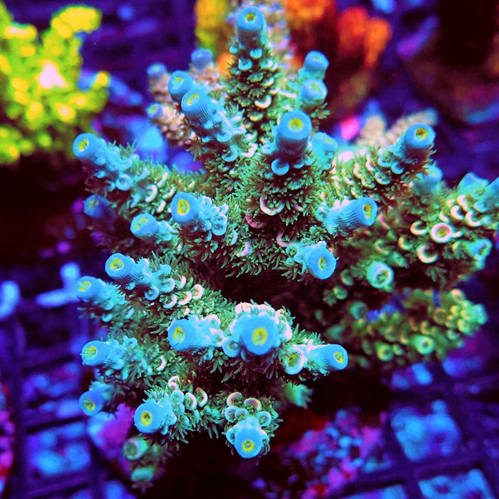 REx Green Blue Pink Scale Tenuis Acro
