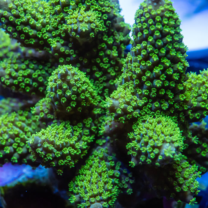 REx Green Gray Humilis Acro