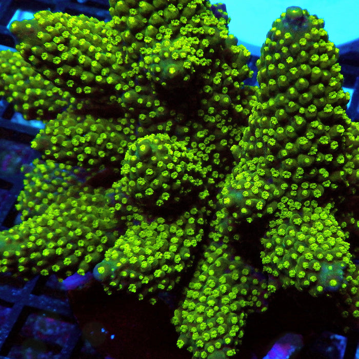 REx Green Gray Humilis Acro