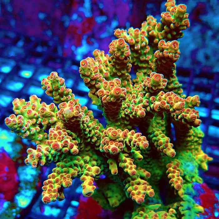 REx Green Orange Yodo Acro