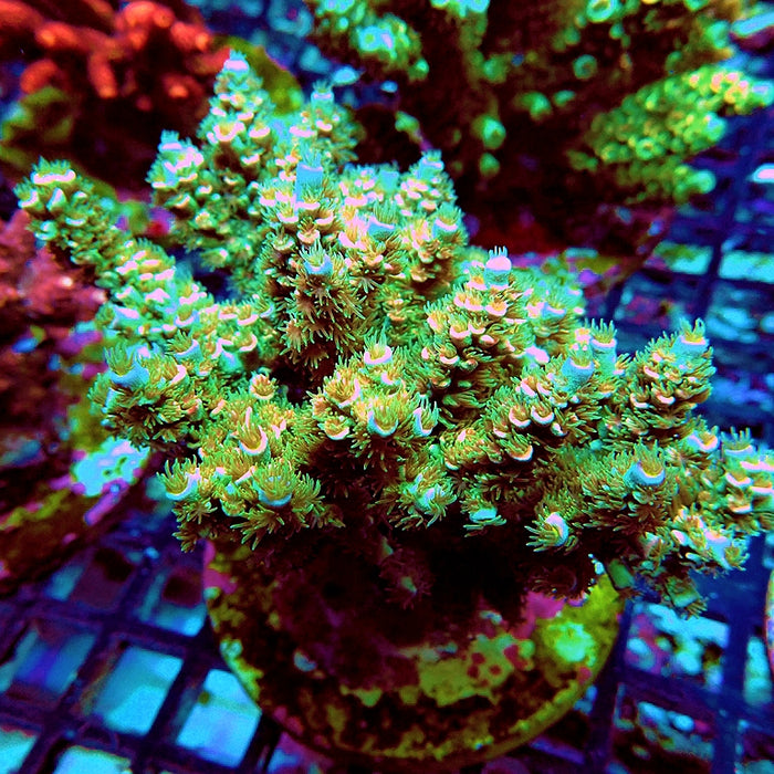 REx Green Pink Scale Tenuis Acro