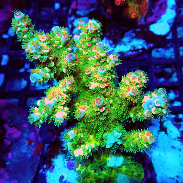REx Green Pink Scale Tenuis Acro