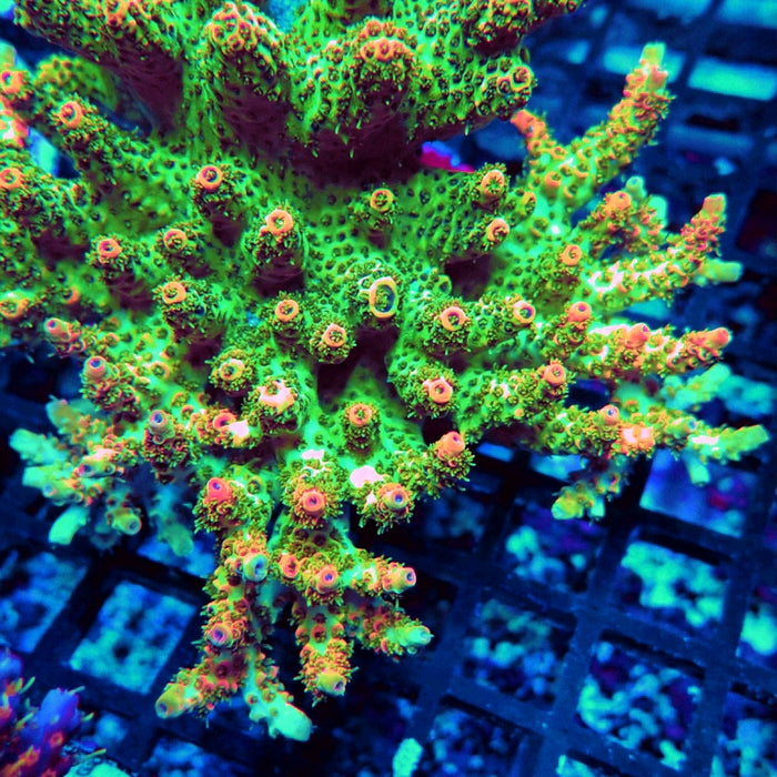 REx Green Red Tips Hyacinthus Acro