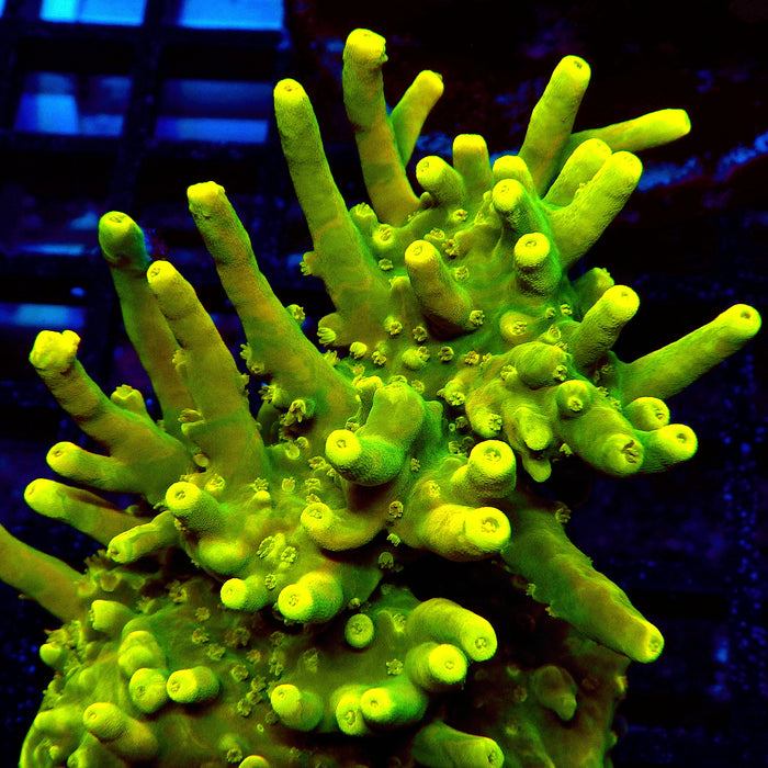 REx Green Yellow Multiacuta Acro