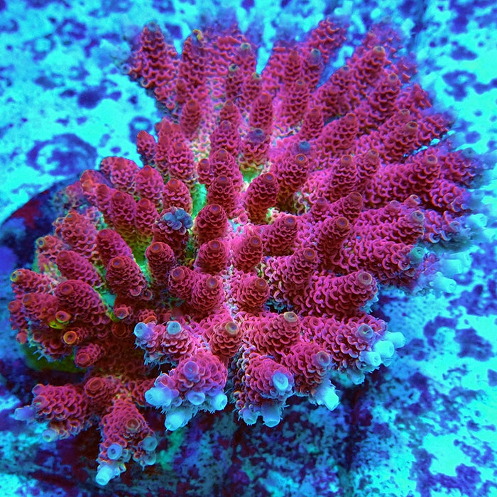 REx Pink-Orange Green Bomb Mille Acro