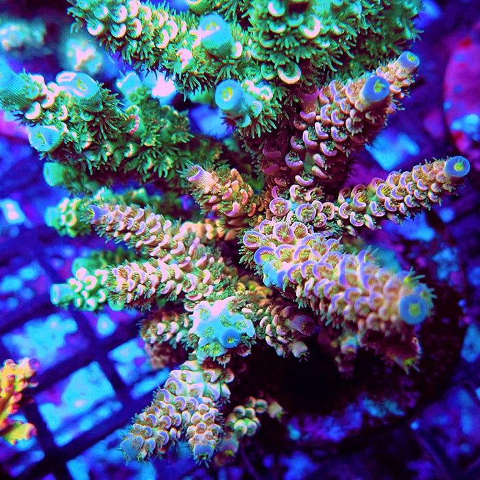 REx Pink Green Blue Tenuis Acro