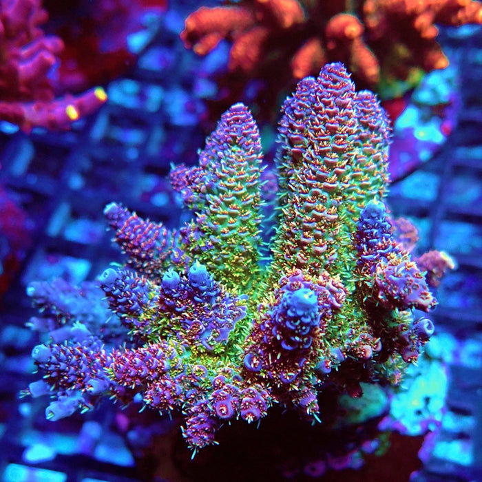 REx Quadricolor Mille Acro