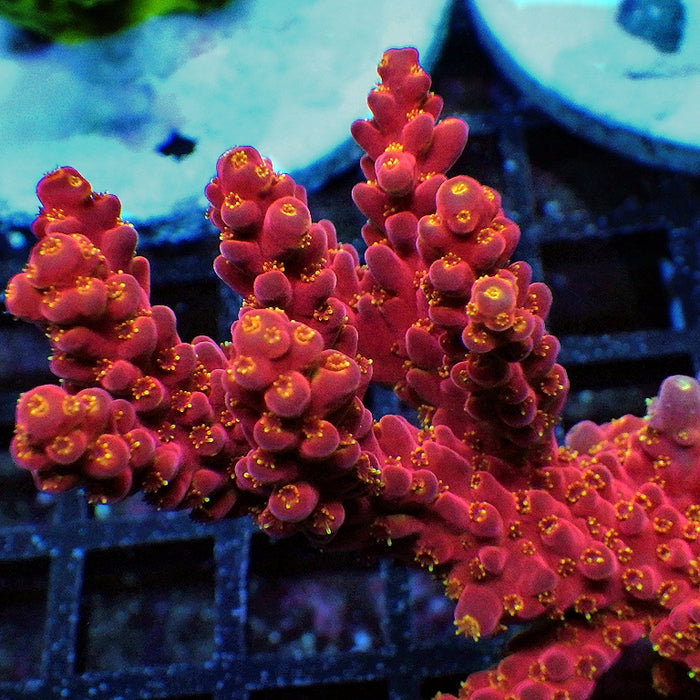 REx Amazing Red Sunset Acro