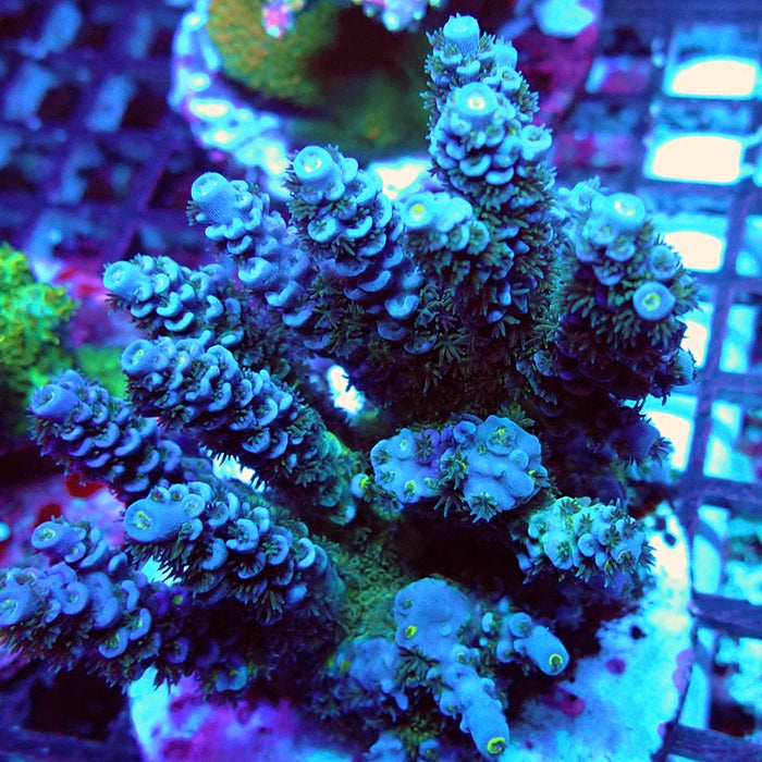 REx Fuzzy Blue Tenuis Acro