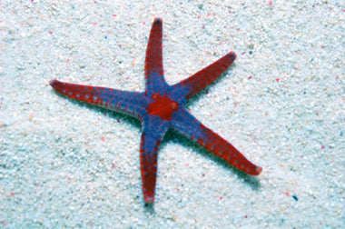 Blue Red Tile Starfish (Fromia Monilis)