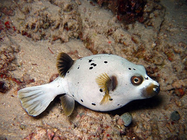 Arothron Dog Face Puffer (Arothron Nigropunctatus) - Reef Exclusive MA LLC