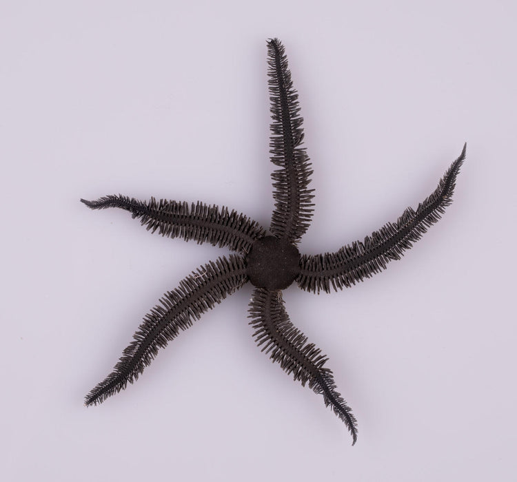 Black Brittle Starfish