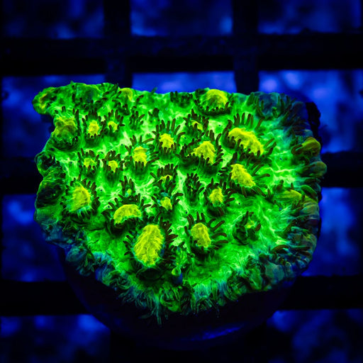 JF Lime Light Hydnophora (Hydnophora exesa) - Reef Exclusive MA LLC