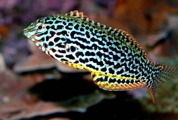 Leopard Wrasse (Macropharyngodon Meleagris) - Reef Exclusive MA LLC