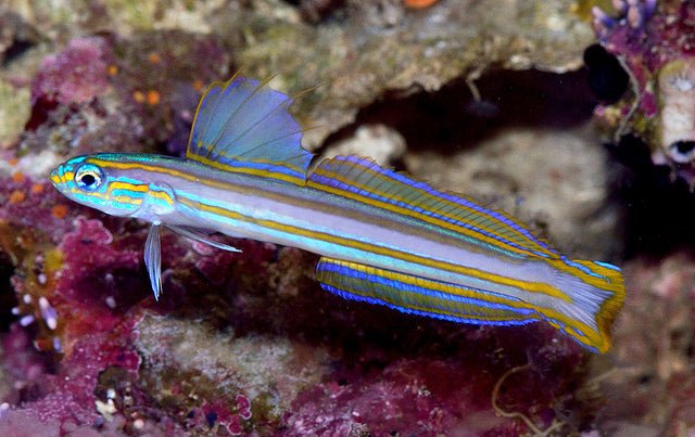 Lined Dartfish (Ptereleotris Grammica) - Reef Exclusive MA LLC
