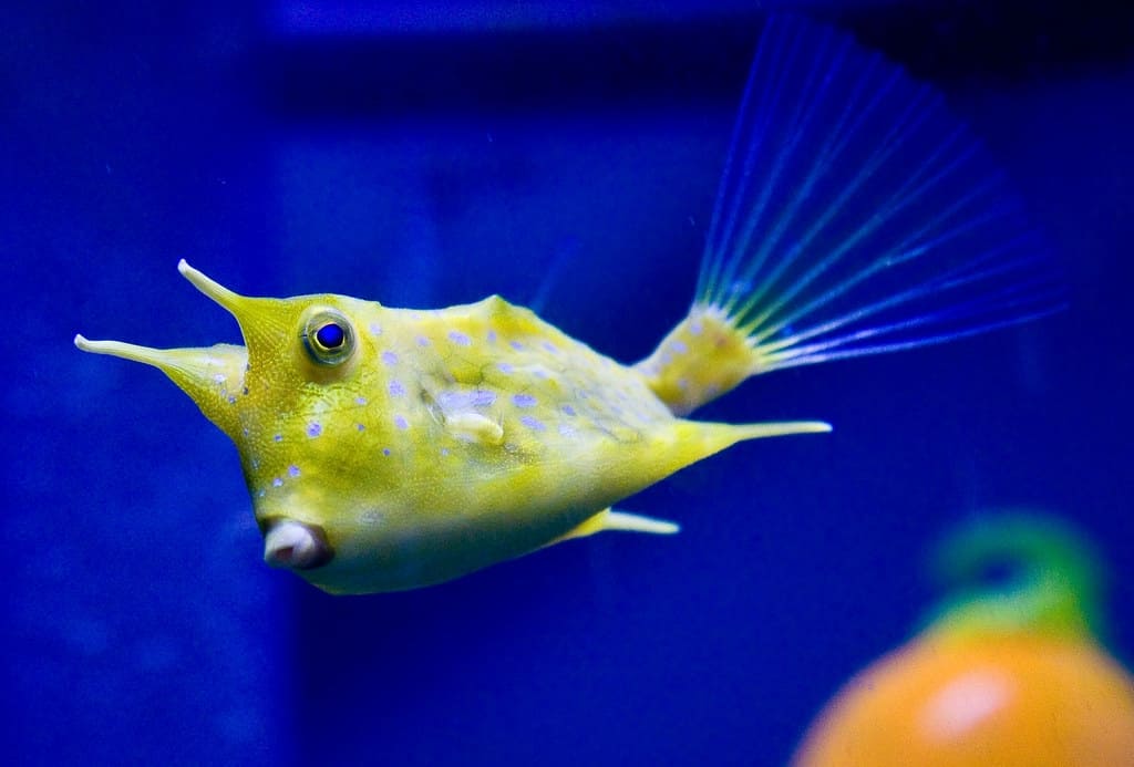 Longhorn Cowfish (Lactoria Cornuta) - Reef Exclusive MA LLC