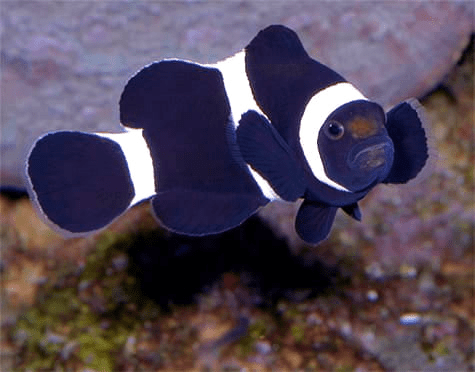 Ocellaris Clown Black & White (Amphipron Ocellaris) Captive Bred - Reef Exclusive MA LLC