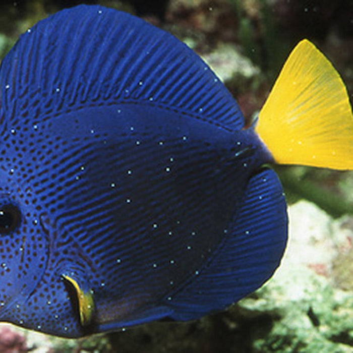 Treating Cryptocaryon and Oodinium (Marine Velvet) in Saltwater Aquariums: Causes and Effective Treatments
