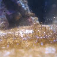 Dinoflagellates: Causes of Appearance and Control Methods