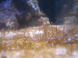 Dinoflagellates: Causes of Appearance and Control Methods